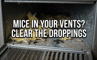 Mice in Air Ducts: The Hidden Health Hazard in Your HVAC