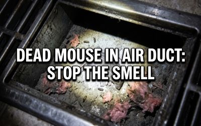 Dead Mouse in Air Duct: How to Eliminate Odors and Contamination