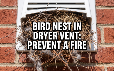 Bird Nest in Dryer Vent: The Hidden Fire Hazard on Your Exterior Wall